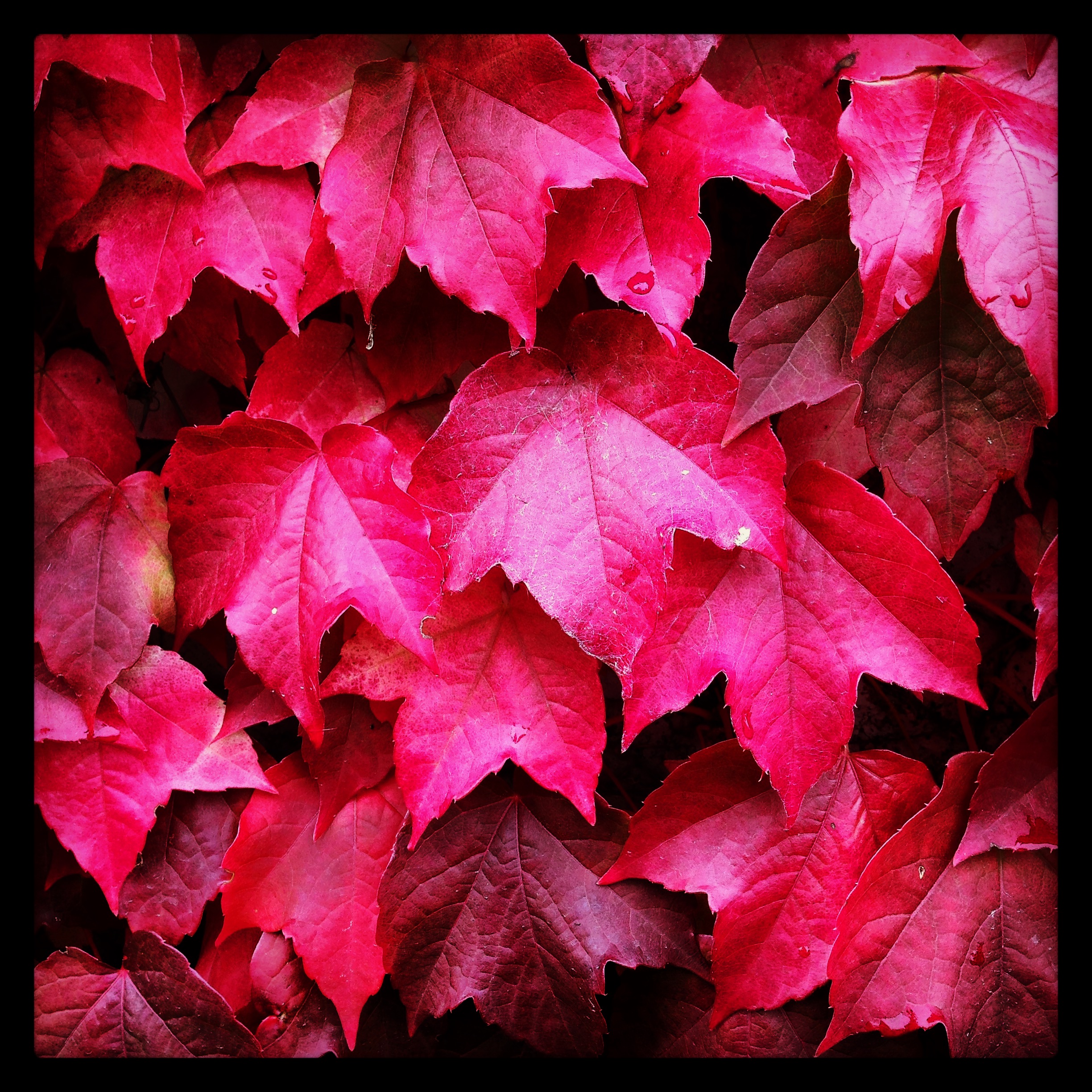 Autumn Leaves In Berlin